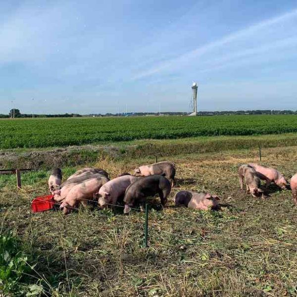 High-flying pigs cause concern in Ohio