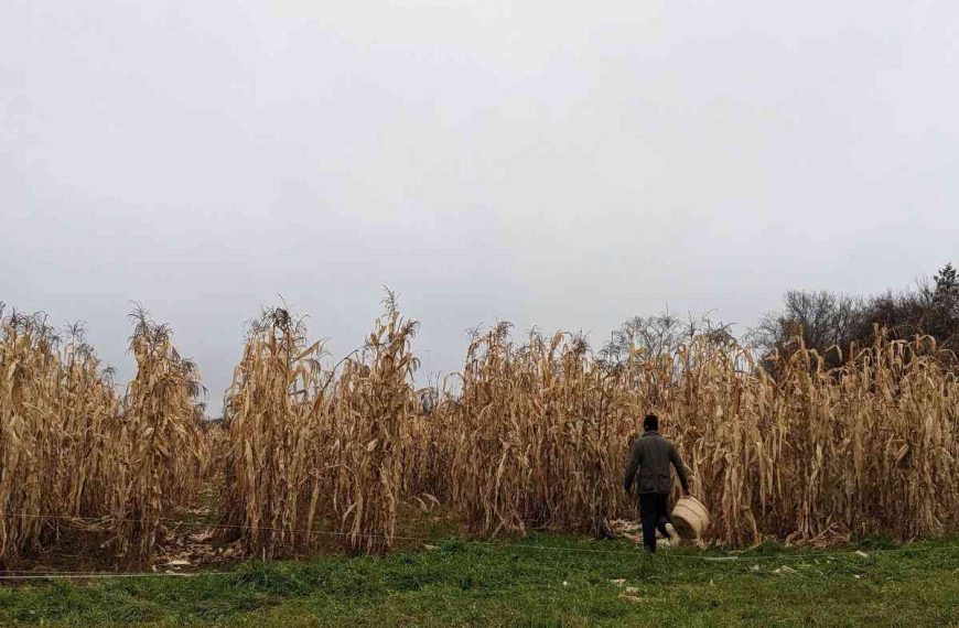 Corn arrives amid bloom at Aarón Sánchez, a man whose dedication to subsistence farming has spanned seven generations