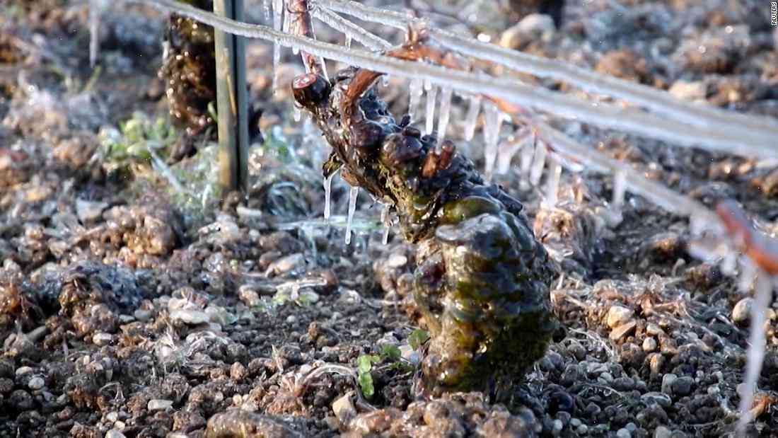 French wine-growers deal with 'inevitable rain' to open harvest